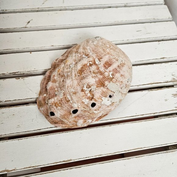 Abalone Shell - Picture 3 of 7